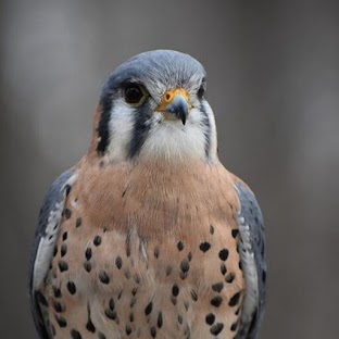 Kestrel Sound